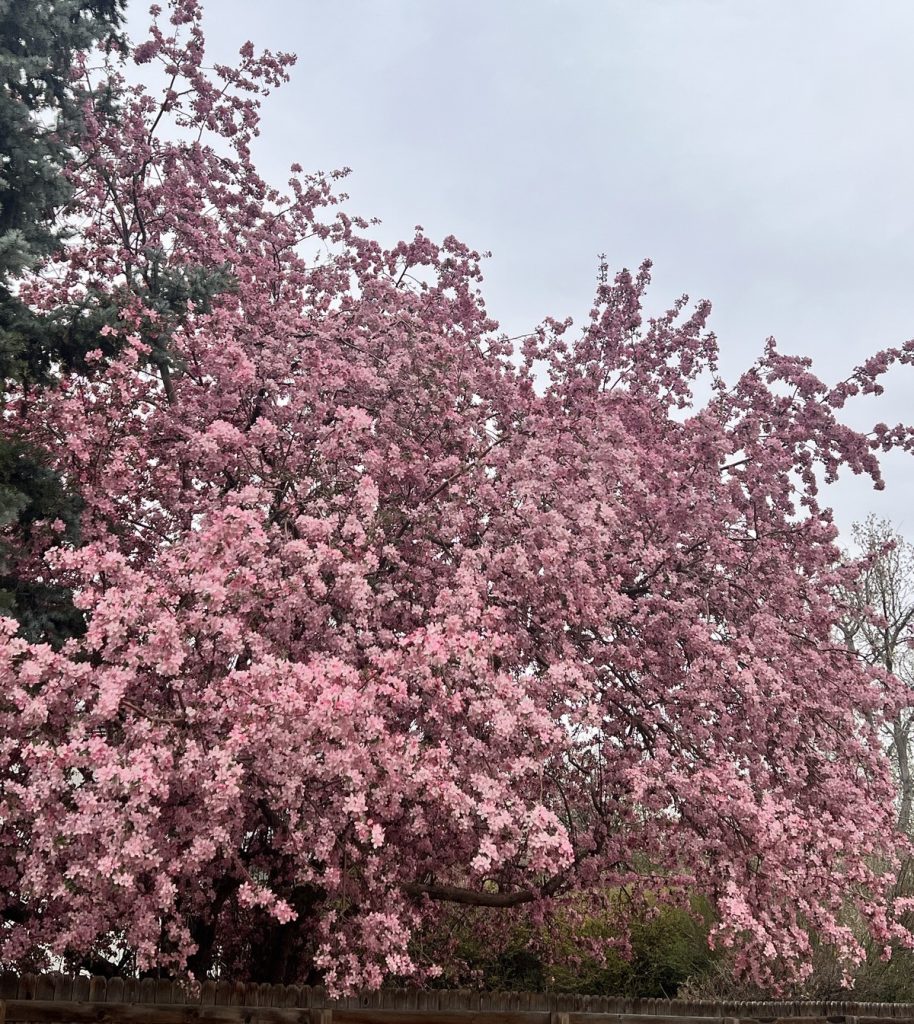 Pink leaves blooming on a tree.